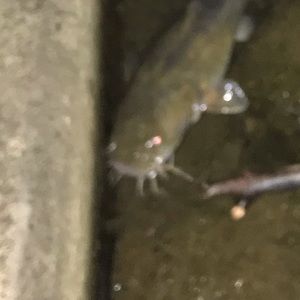 Meet your Posher, Brandy